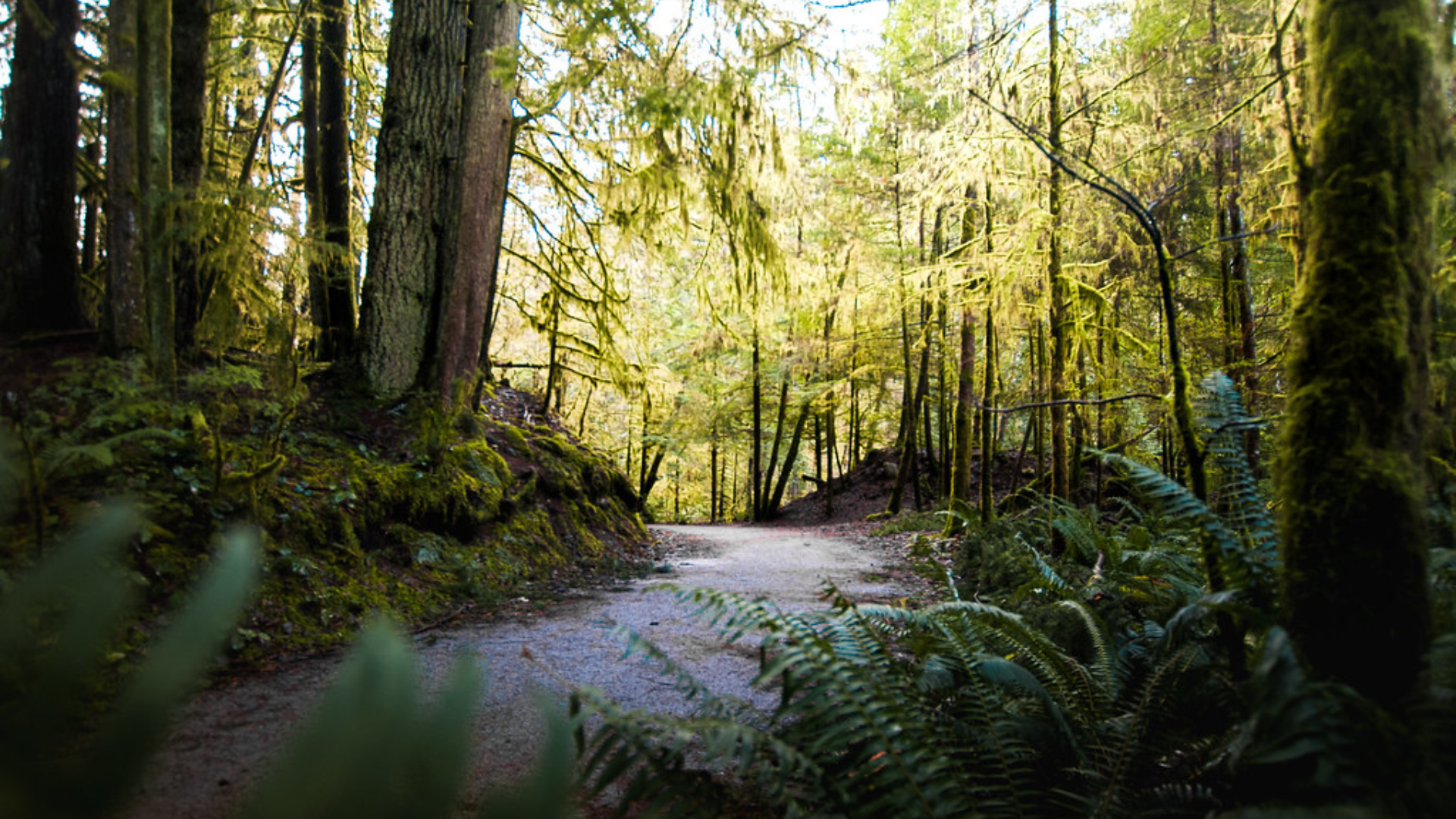 lower seymour conservation reserve north vancouver