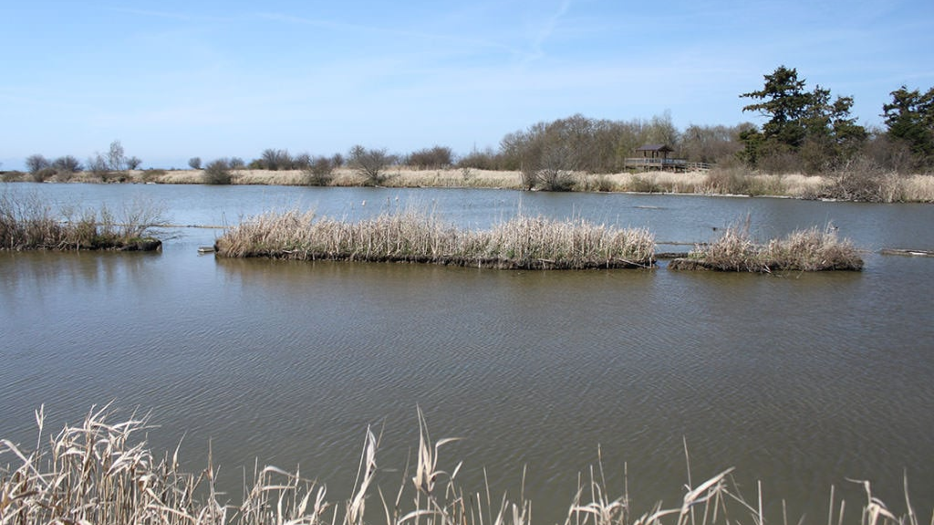 widgeon creek and reifel bird sanctuary