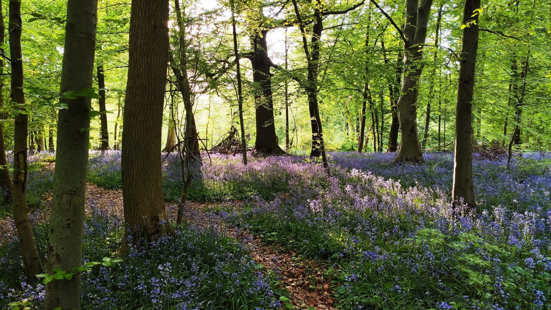 whippendell woods more forest scenes