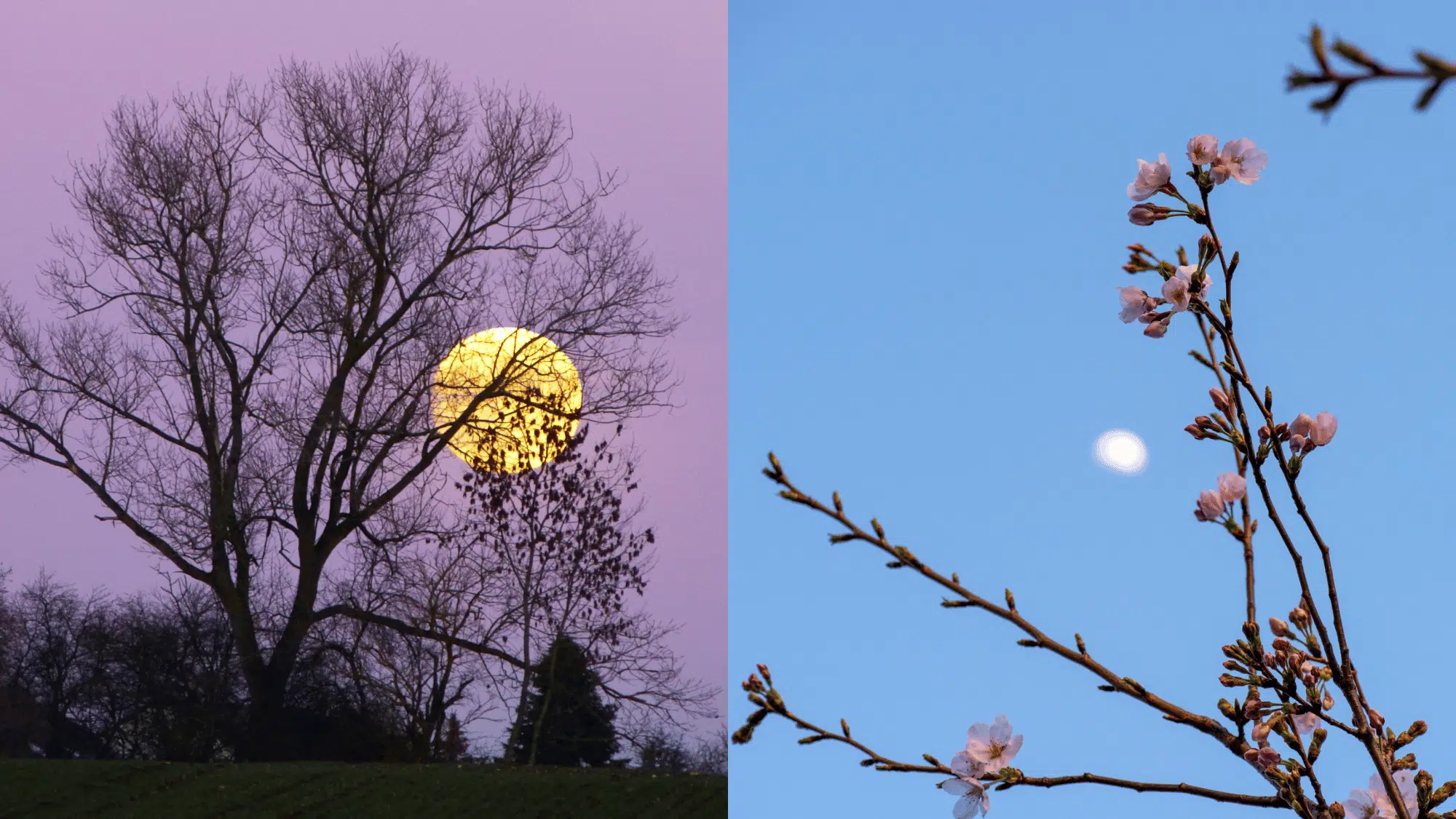 A split-screen image of a vibrant orange full worm moon rising and a Spring Equinox Moon on the other.