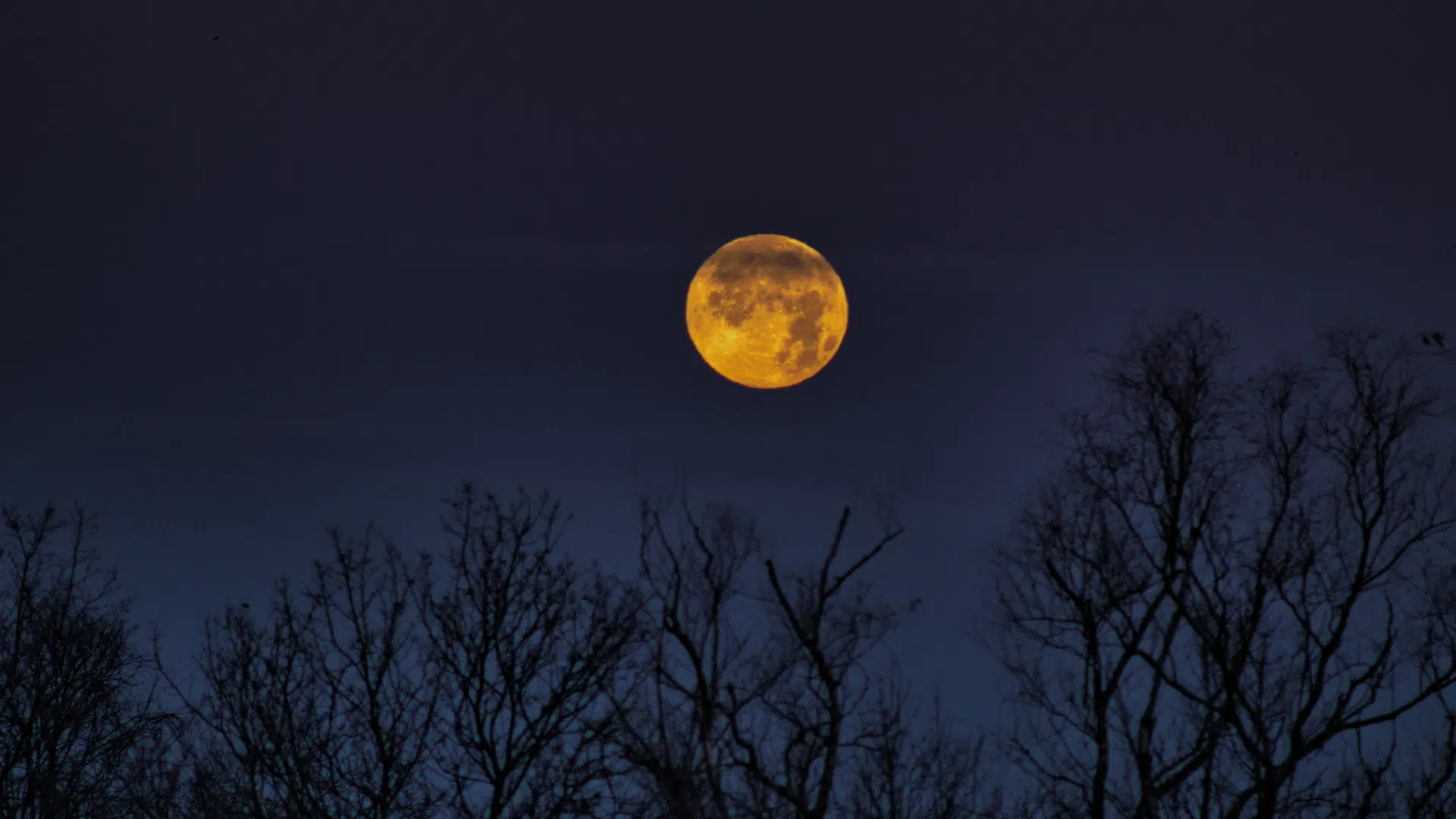Bright orange harvest moon shining above dark silhouettes of leafless tree branches against a deep navy night sky