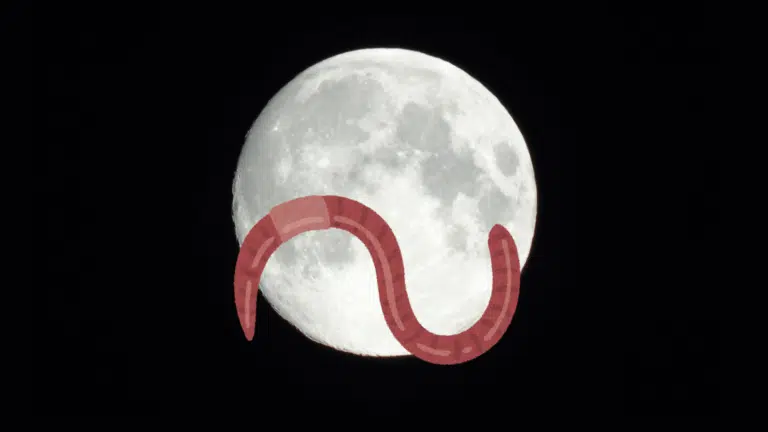 Illustration showing a brown earthworm silhouetted across a large, yellow full moon against a dark blue background, representing a worm moon.