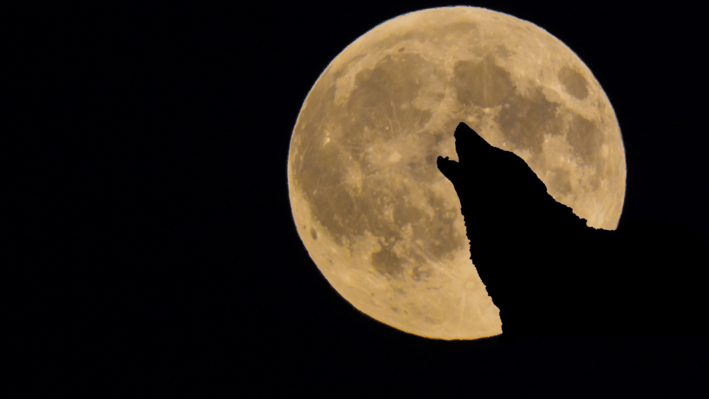 Silhouette of a wolf howling against a large, textured, pale yellow full moon on a dark night