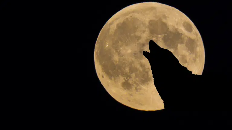 Silhouette of a wolf howling against a large, textured, pale yellow full moon on a dark night