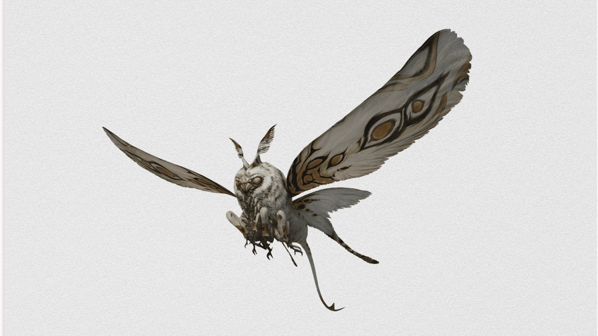 flicker moth