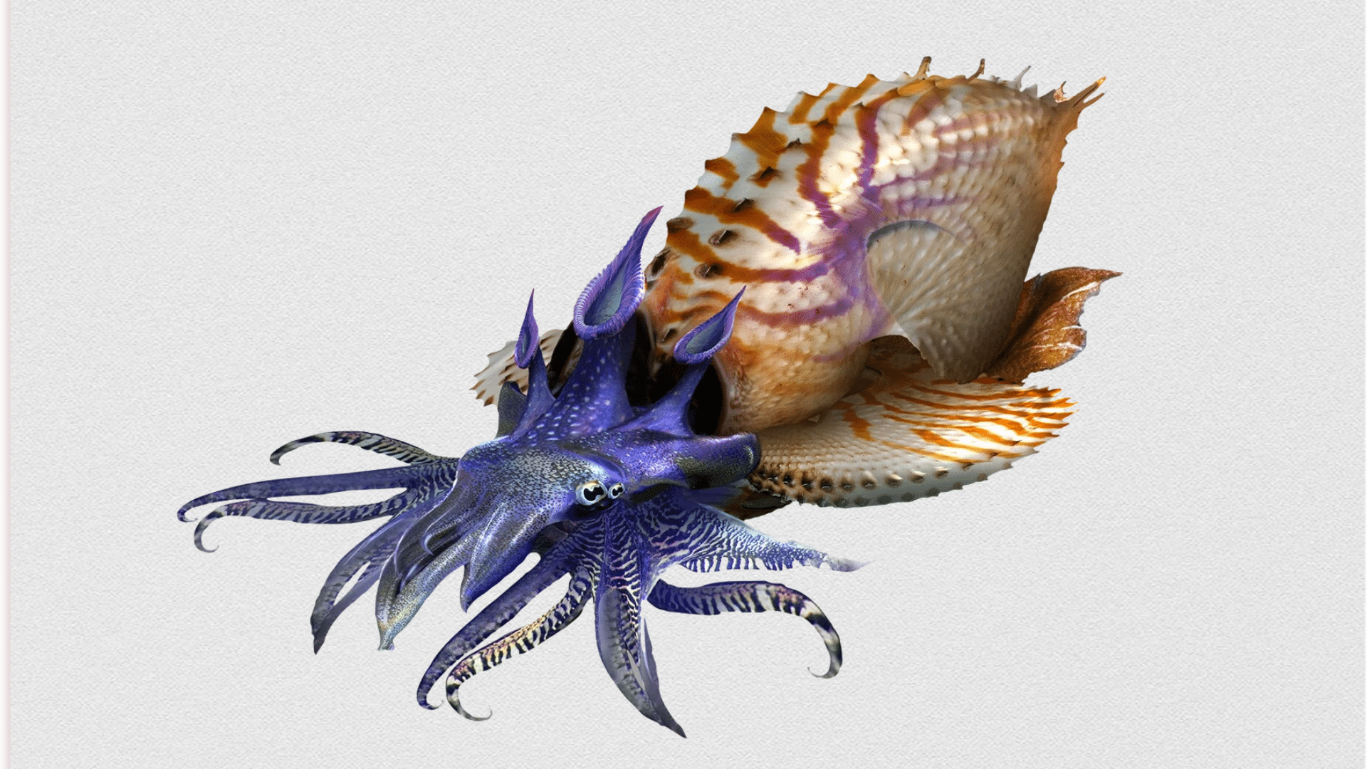 sagitarria navi skuka