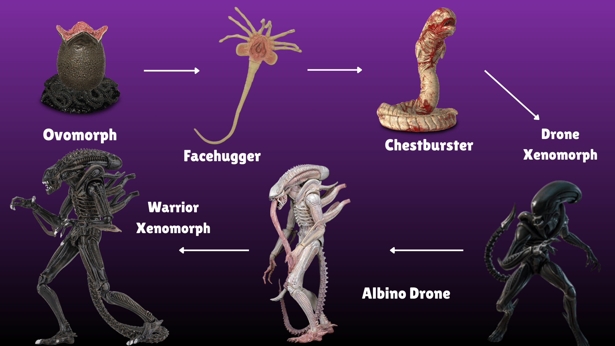 Diagram illustrating the Xenomorph life cycle stages.
